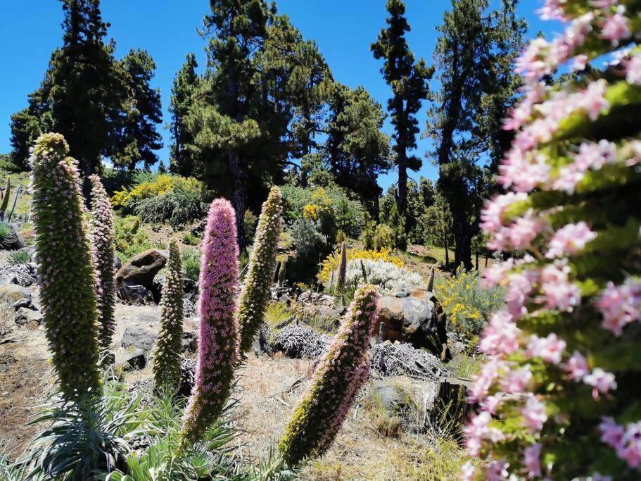 La Terraza De Juana Villa Santa Cruz de la Palma  Eksteriør bilde